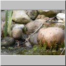 Fringilla coelebs - Buchfink w03.jpg